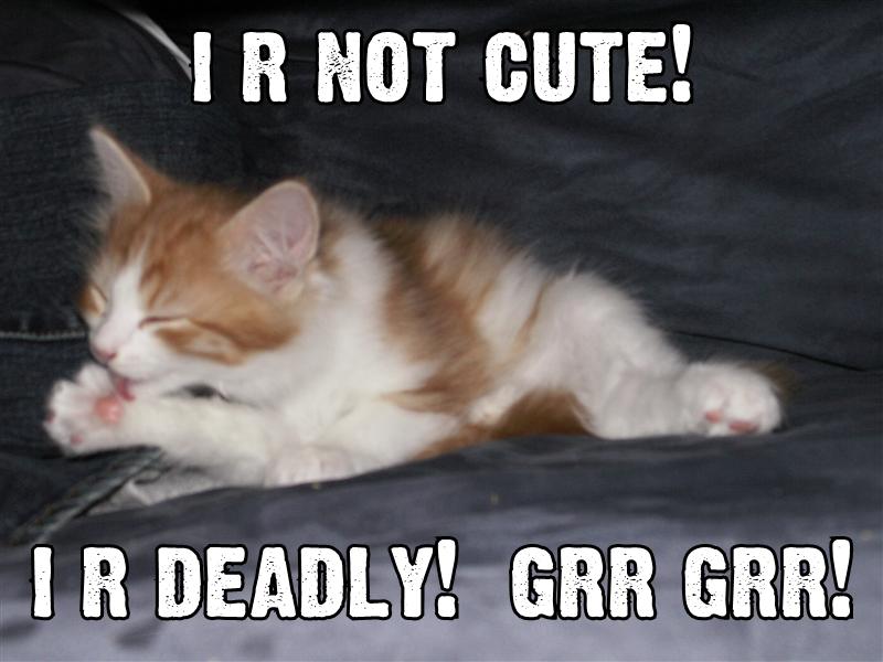 [i-r-not-cute-i-r-deadly-grr-grr.jpg]