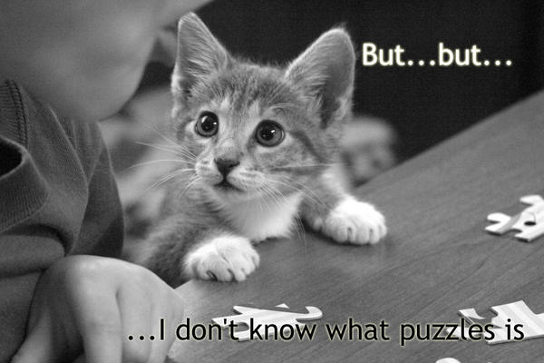 [puzzled-kitty.jpg]