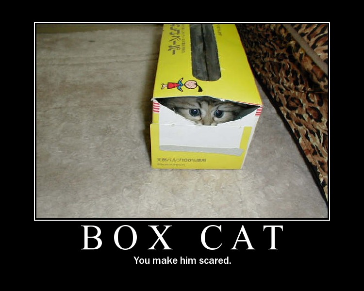 [boxcat.jpg]