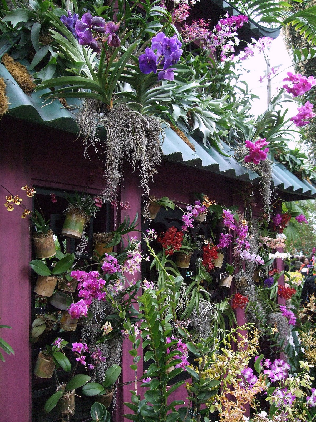 [Orchid+show+08+072.JPG]