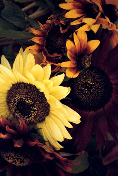 [Sunflowers+hornby.jpg]