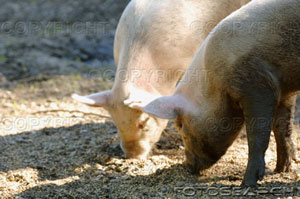 [young-pigs-eating-~-1792209.jpg]