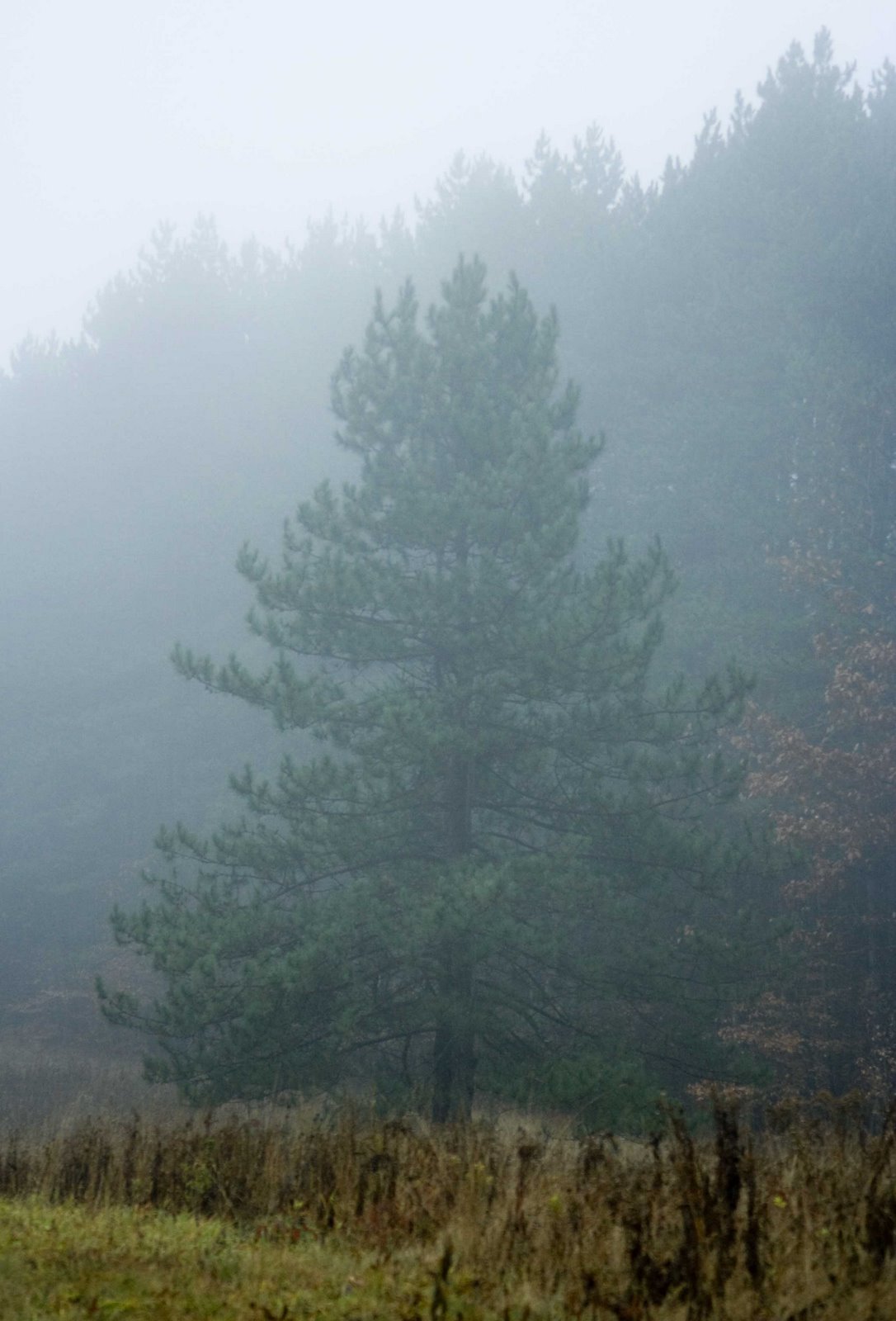 [pine+tree+in+mist.jpg]