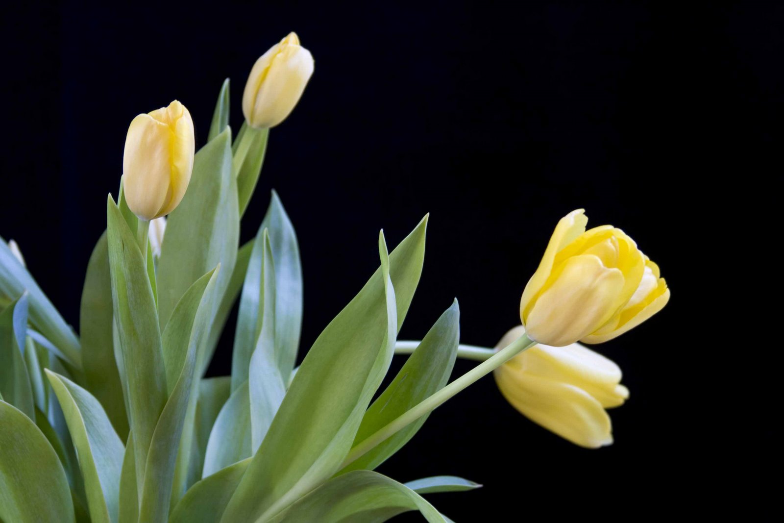 [tulips+close-up.jpg]