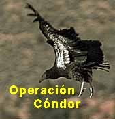 [condor.bmp]