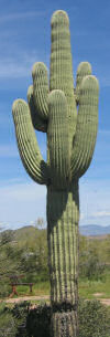 [saguaro_cactus.jpg]