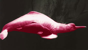 [pink-dolphin.jpg]