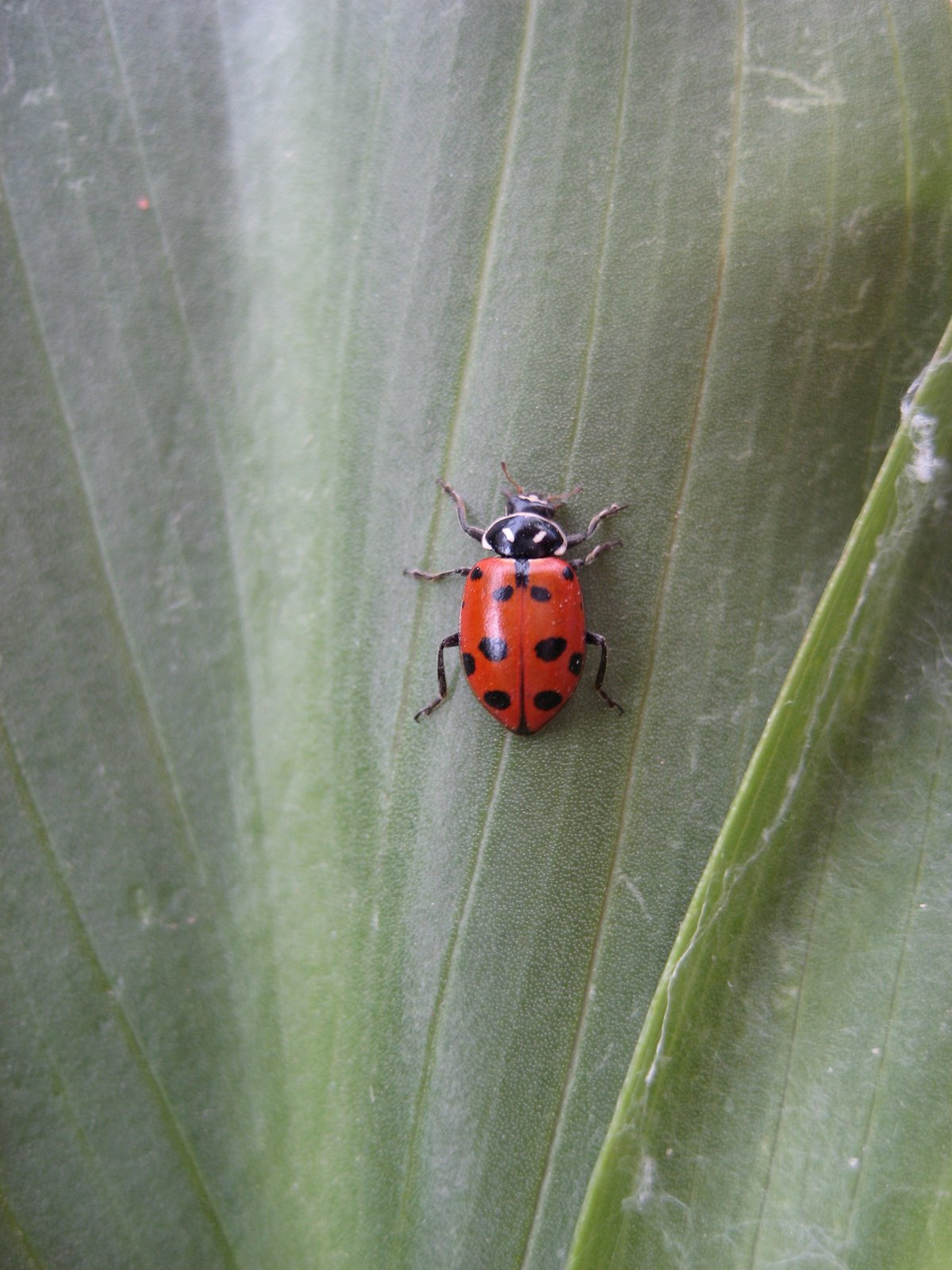 [Ladybugs+058.jpg]