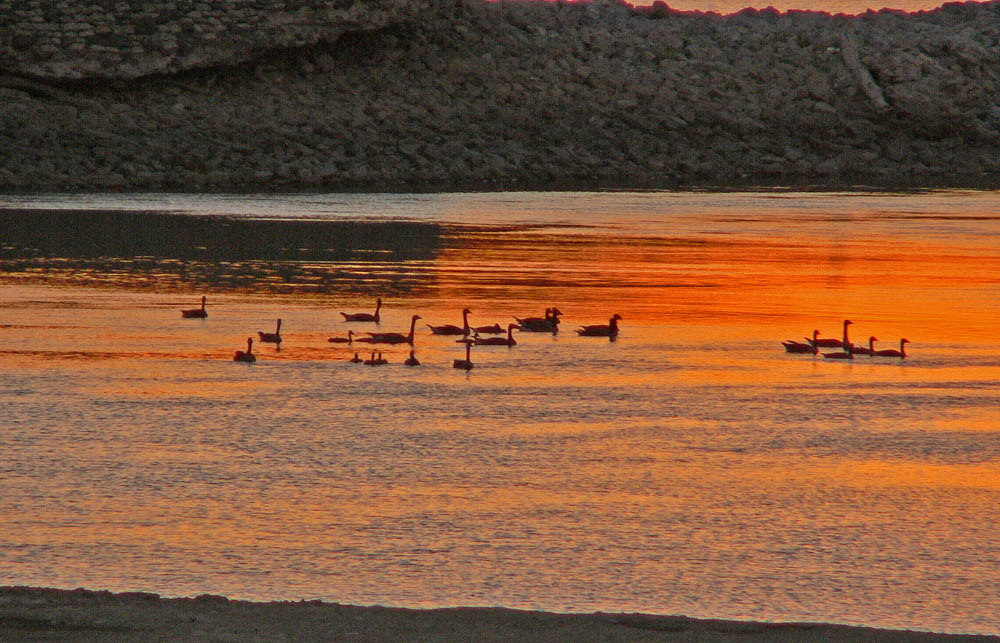 [Canadian+Goose+Sunset.jpg]