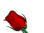 [Flowers_Red_rose__prv.gif]