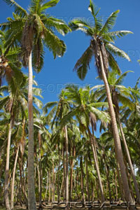 [cook-islands-aitutaki-coconut-palm-trees-cocos-nucifera-~-200332355-001.jpg]