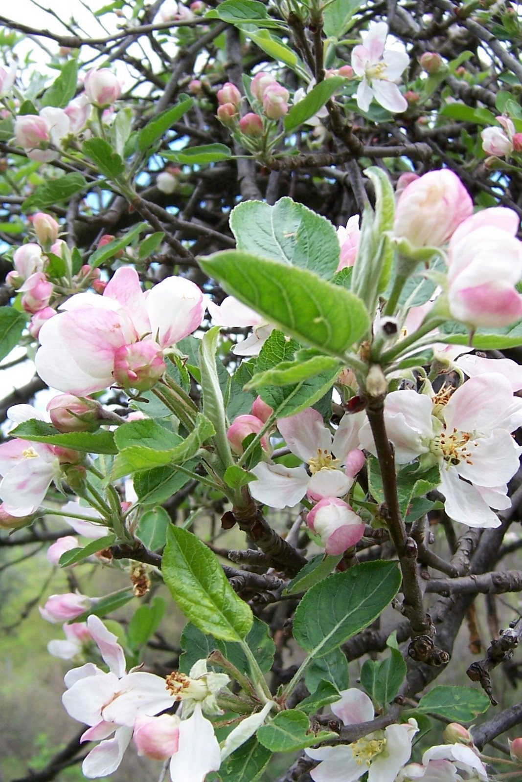 [apple+blossom.jpg]