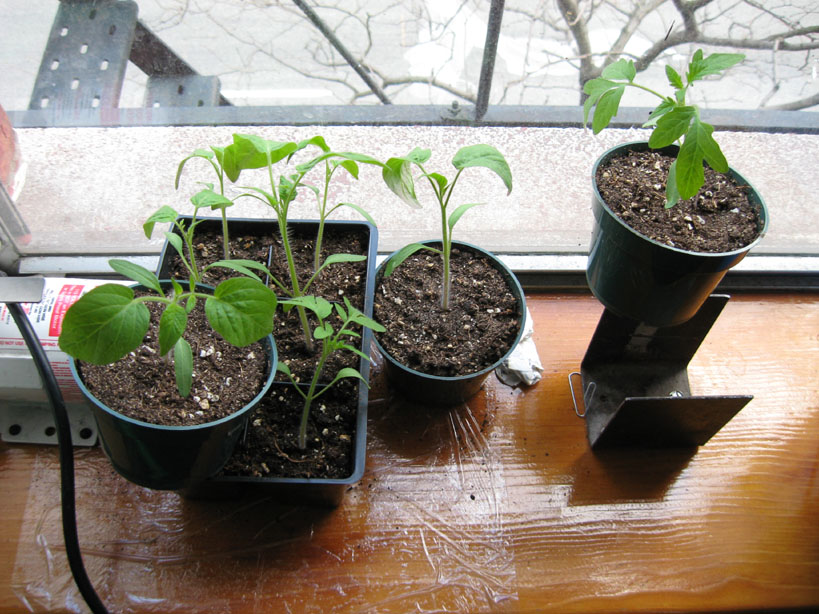 [20080414_TomatoSeedlings.jpg]