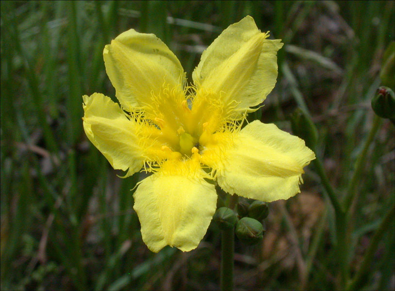 Lax Marsh-flower