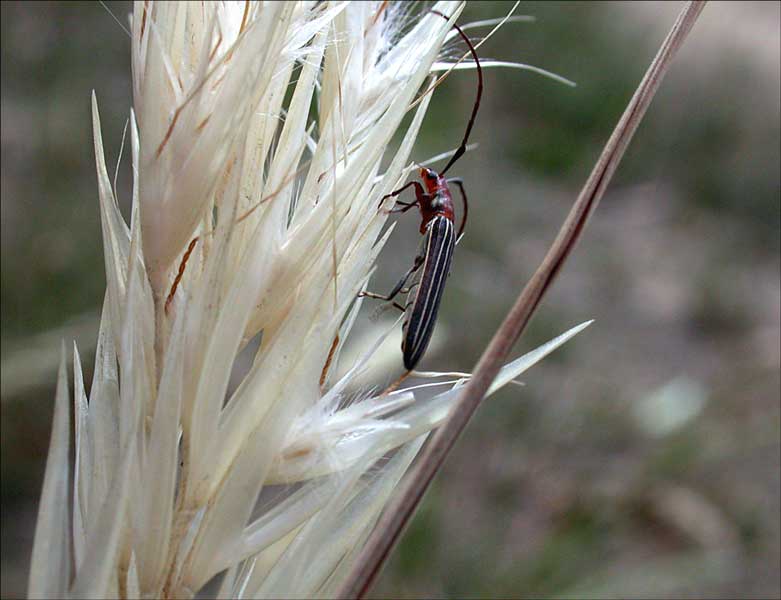 Beetle on Wallaby-grass