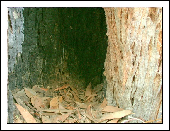 Hollow at base of fire-damaged Brown Stringbark