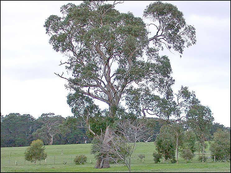 Eucalyptus leucoxylon subsp. bellarinensis