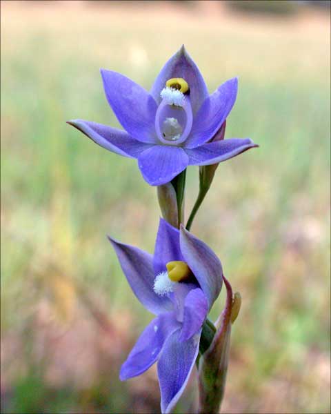 Sun-orchid Thelymitra nuda