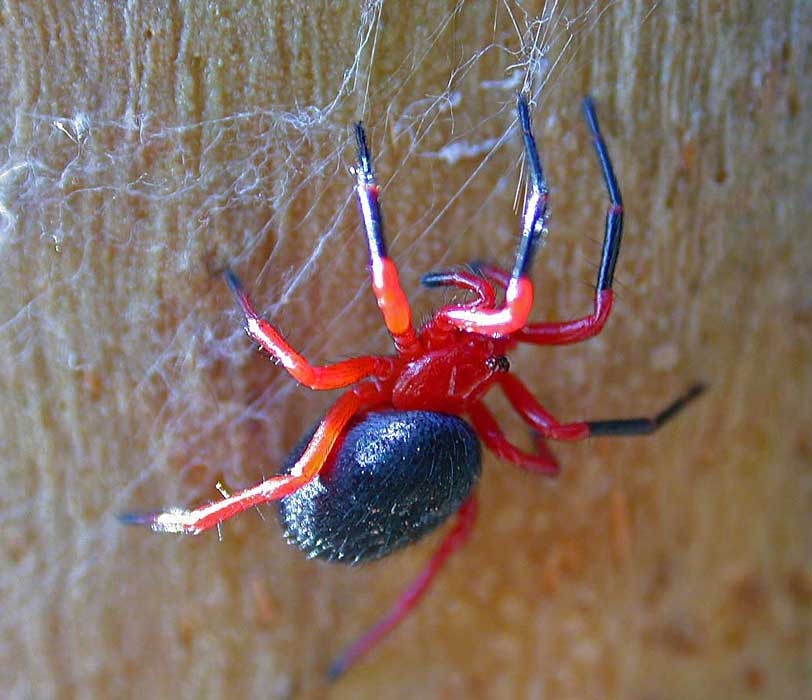 Red-n-Black Spider