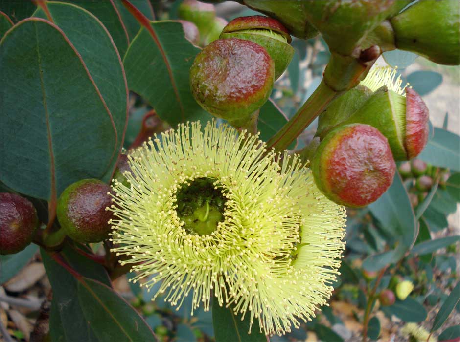 Bell-fruited Mallee