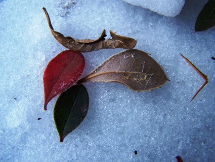 [colorful+leaves+on+snow.jpg]
