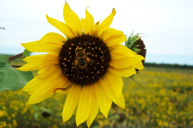 [sunflower+with+bee+small.jpg]