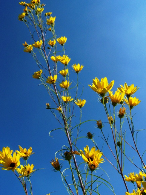 [Willowleaved+sunflower+reduced.jpg]