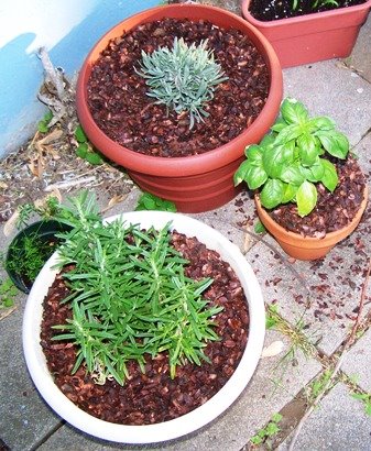 [herbs+with+mulch.jpg]