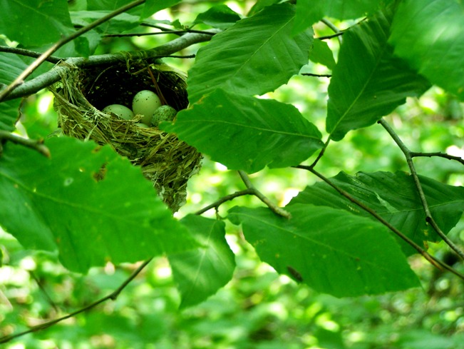[birds+nest.JPG]