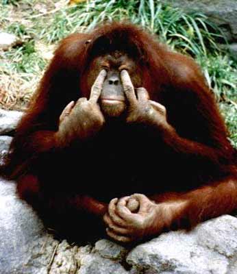 [Angry-Orangutan-961.jpg]