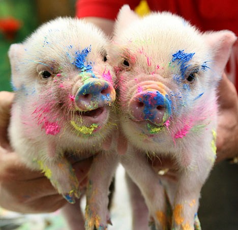 [pigs-and-paint-003.jpg]