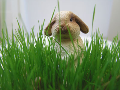 [bunny_grass2.jpg]
