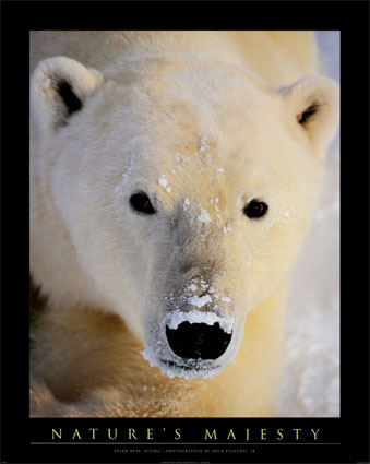 [JP0708~Polar-Bear-Posters.jpg]