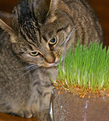 [Kitty-and-wheat-grass-4[1].jpg]