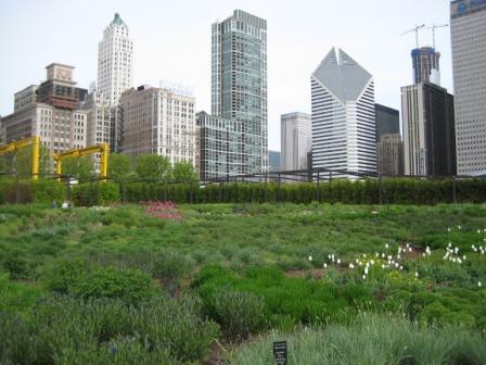 [Chicago+gardens+and+buildings.jpg]