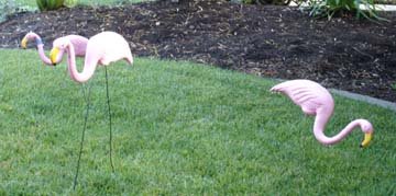 [flamingoes1.jpg]