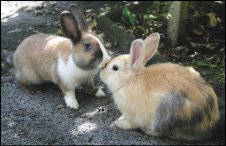 [rabbits_.jpg]