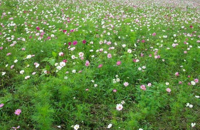 [800px-Field_of_flowers_in_taiwan.jpg]