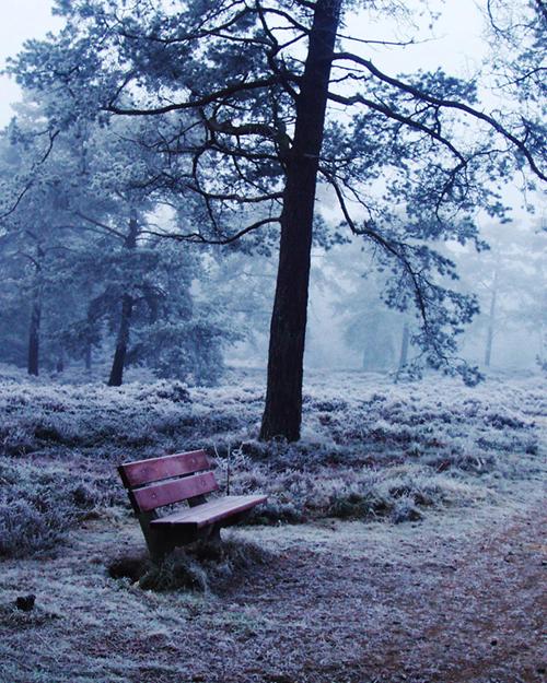 [Bench_in_woods_by_indospan.jpg]