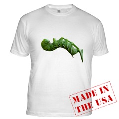 [Hornworm+fitted+t.jpg]