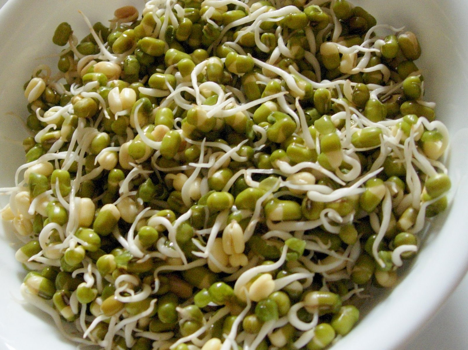 [Sprouted+green+beans.JPG]