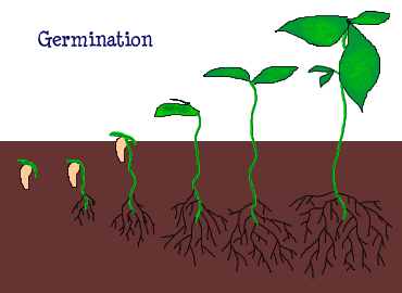 [germination.gif]