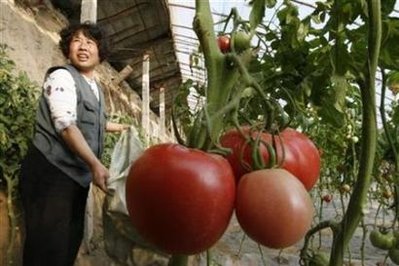 [organic+tomatoes.jpg]