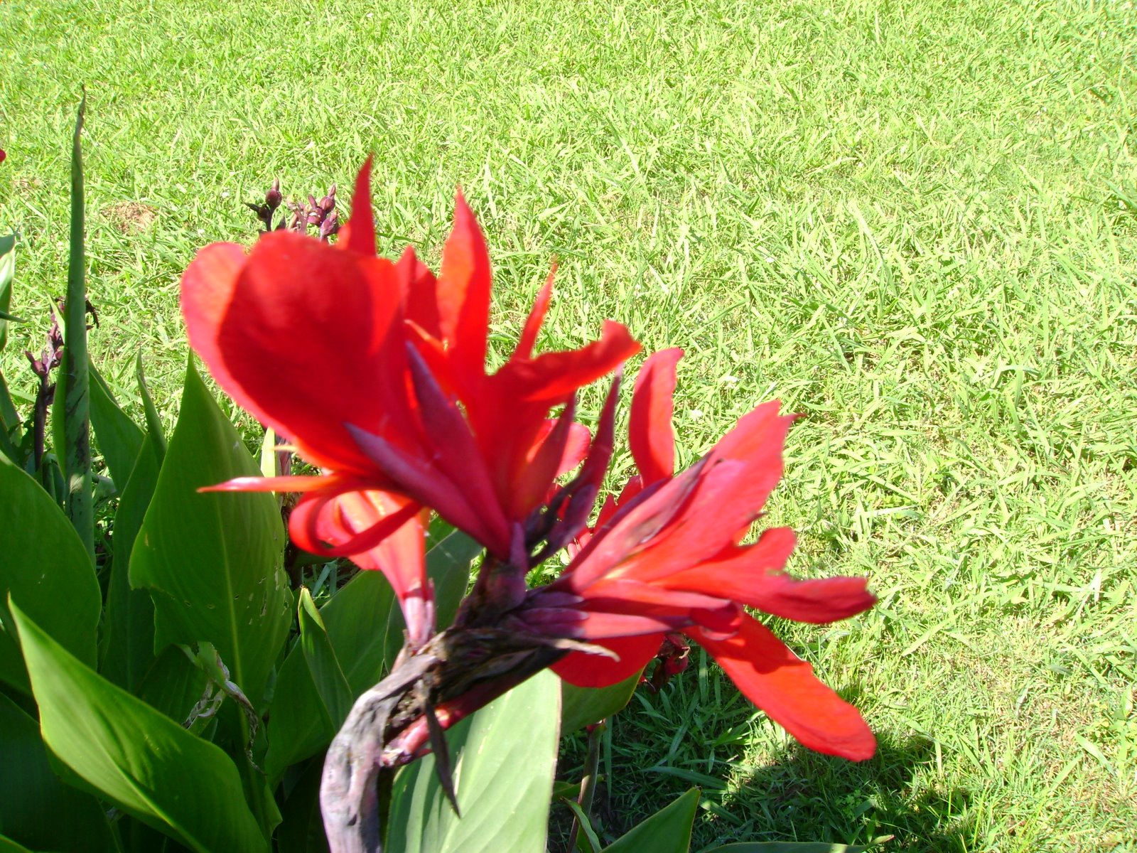 [red+canna+June]