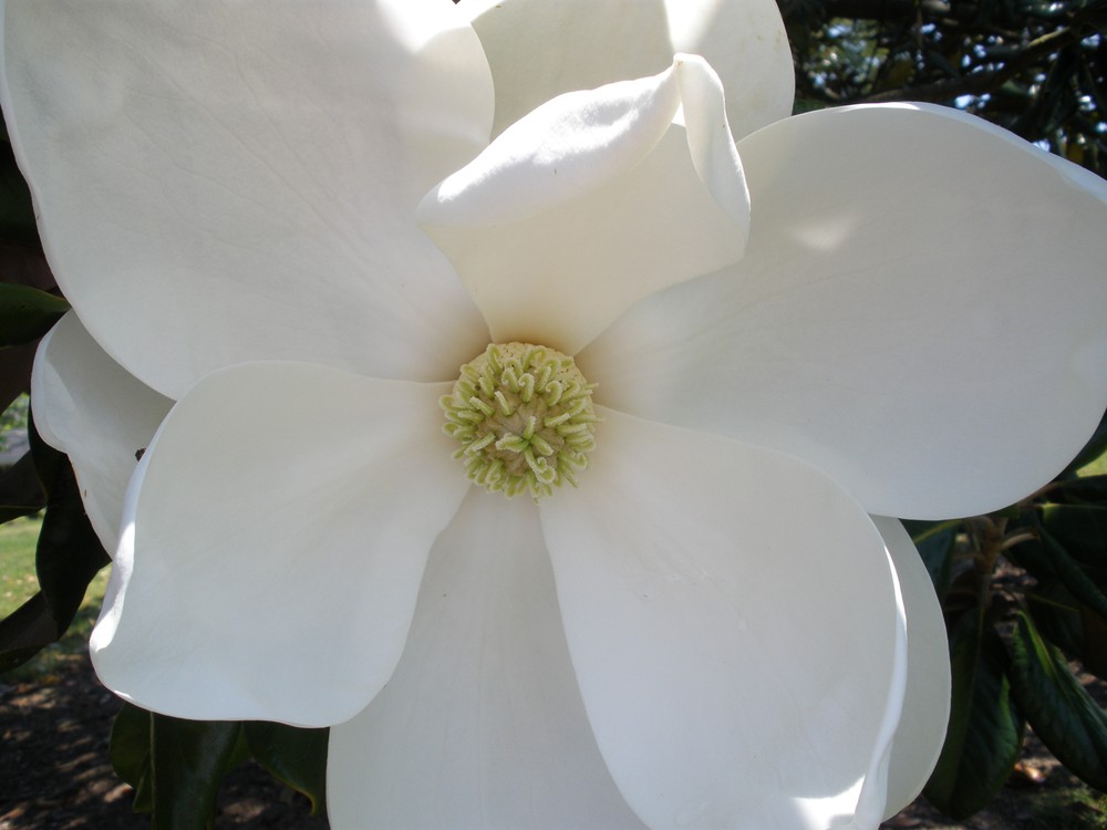 [magnolia1.JPG]