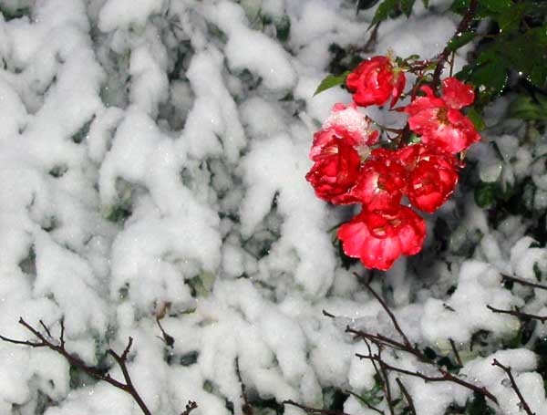[snow-brave-red-roses.jpg]