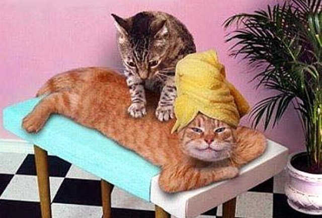 [cat_massage.jpg]