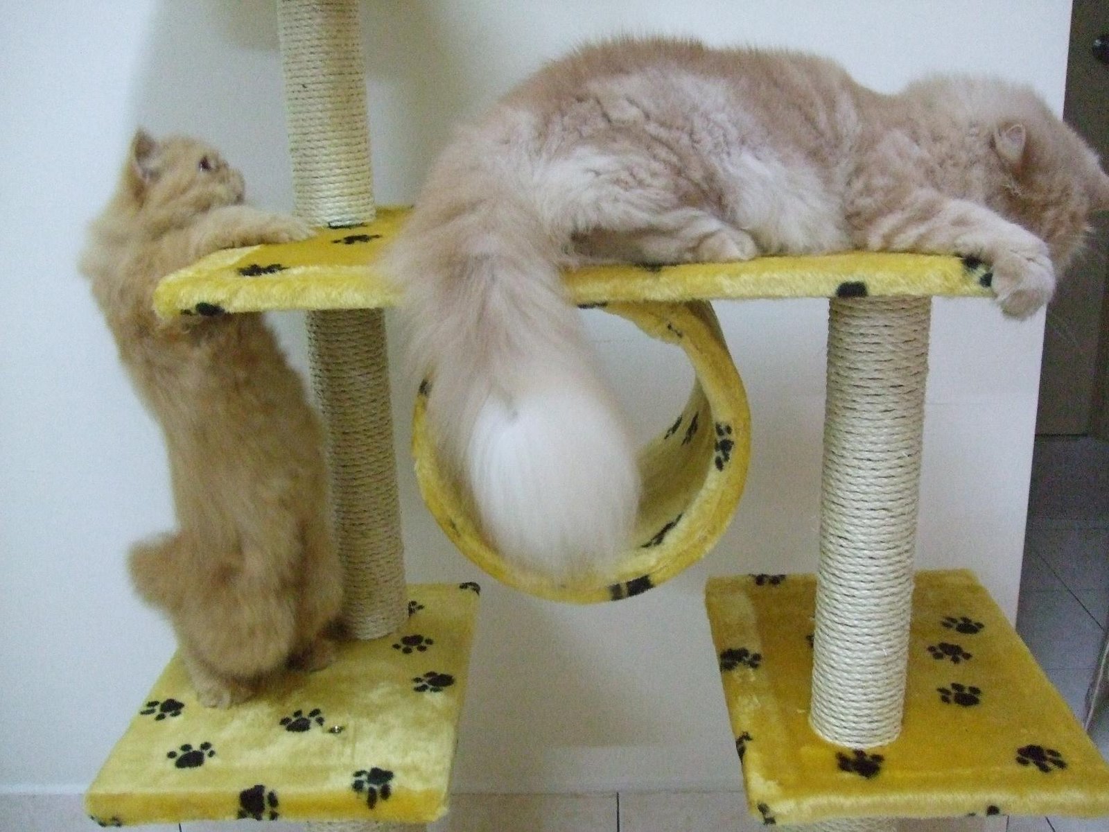 [Cat+House+Phoebe+and+Benji.JPG]