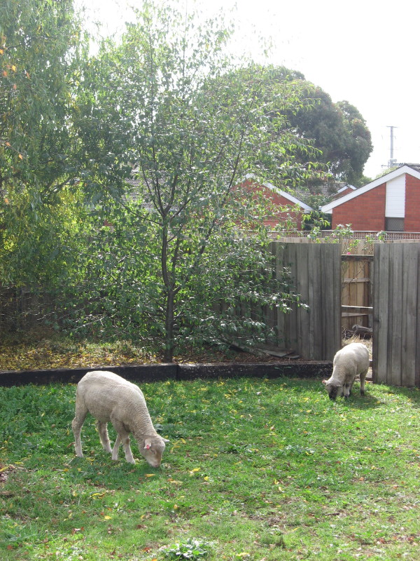 [backyard_sheep.jpg]