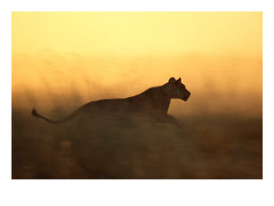 [Silhouetted-Lioness-Running-at-Twilight-Photographic-Print-C11960493.jpeg]